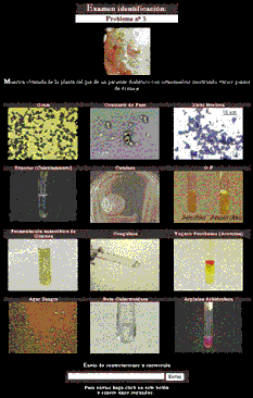 Figura 2: Galería de fotografías
de los resultados de las pruebas para la identificación de un
microorganismo problema